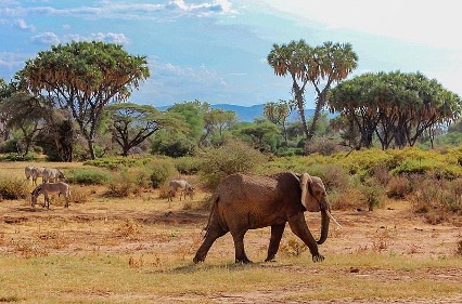 agenzia safari in kenya
